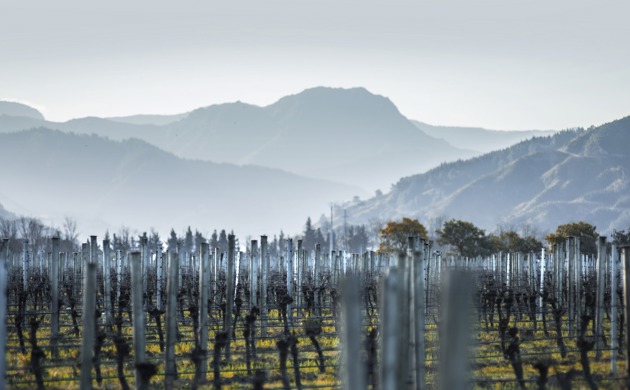 Vineyard in winter with mountains in distance.