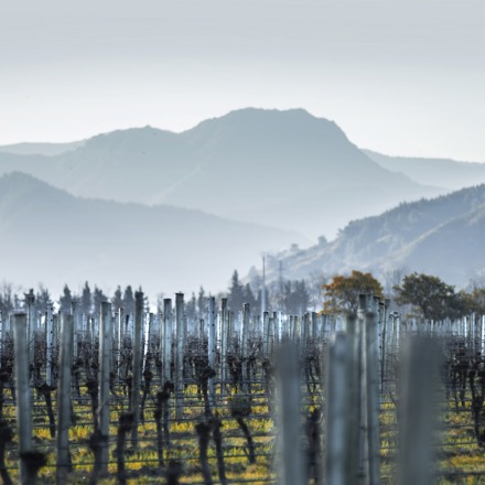 Vineyard in winter with mountains in distance.