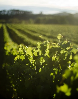 Palliser Estate Vineyards