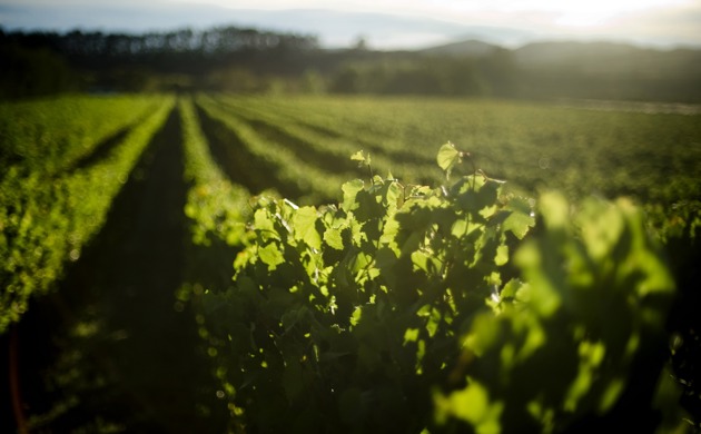 Palliser Estate Vineyards