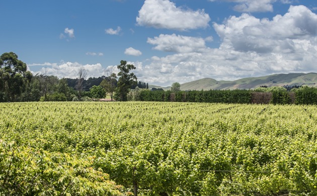 Gladstone Vineyard landscape image