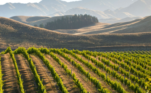 New Zealand Winegrowers | New Zealand Wine