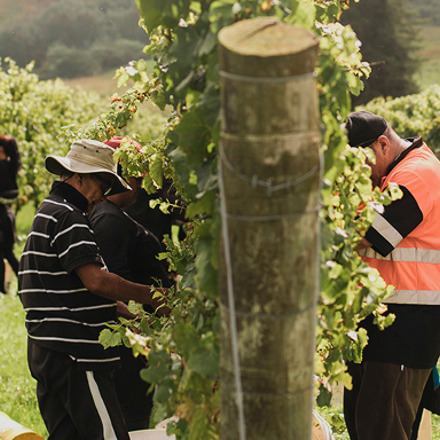 Matawhero Wines