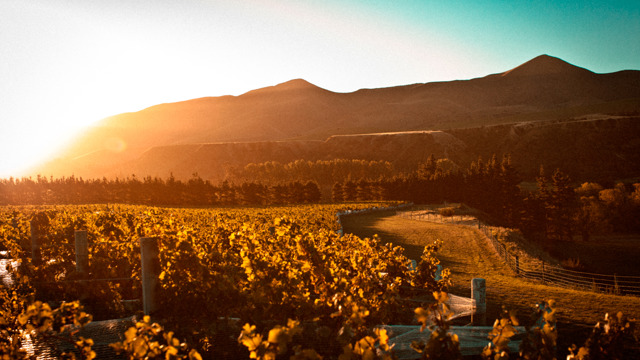 The scenery surrounding Mud House at sunset in Canterbury.