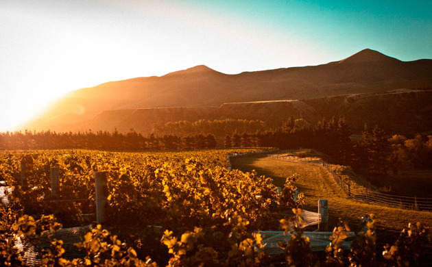 The scenery surrounding Mud House at sunset in Canterbury.