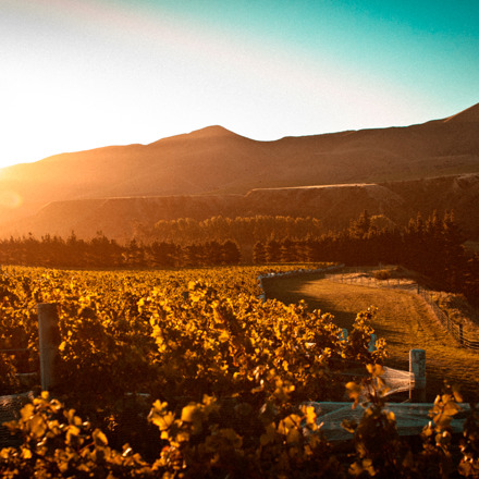 The scenery surrounding Mud House at sunset in Canterbury.