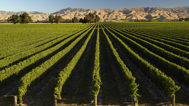 View looking down vines at a vineyard in Marlborough.