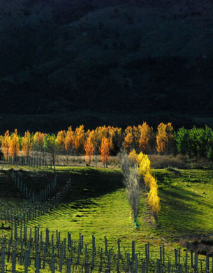 Maori Point Vineyard