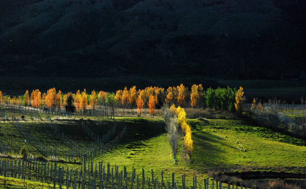 Maori Point Vineyard