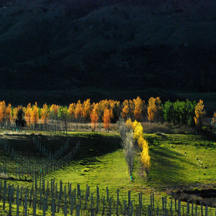 Maori Point Vineyard