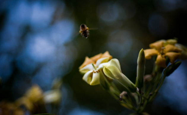 Close up of bee flying near a flower.