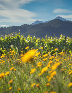 Wild flowers at Yealands Estate