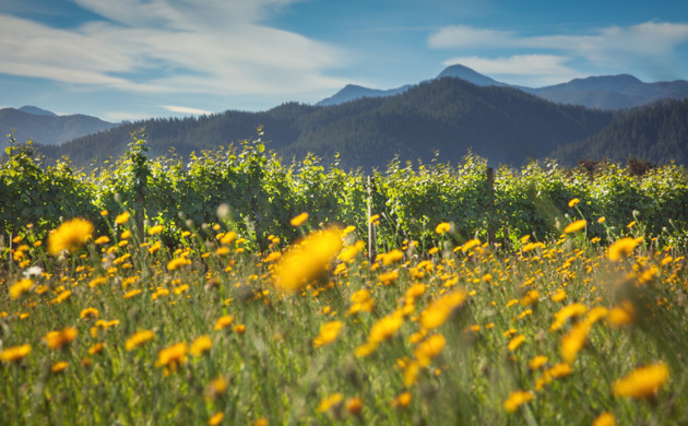 Wild flowers at Yealands Estate