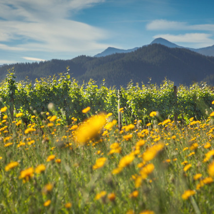 Wild flowers at Yealands Estate