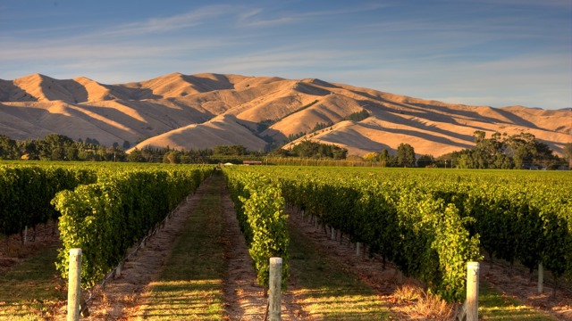 Vines infront of mountains at Giesen Wines in Marlborough.