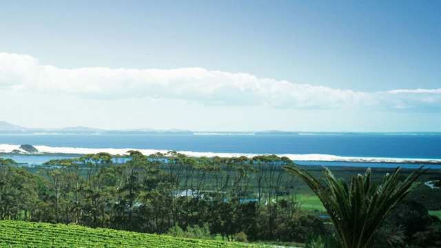 Vineyard at Karikari estate in Northland.