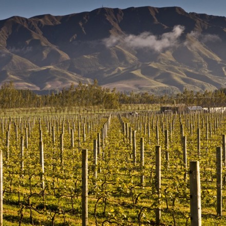 Vines without leaves at Waitaki Valley Vineyard, North Otago.