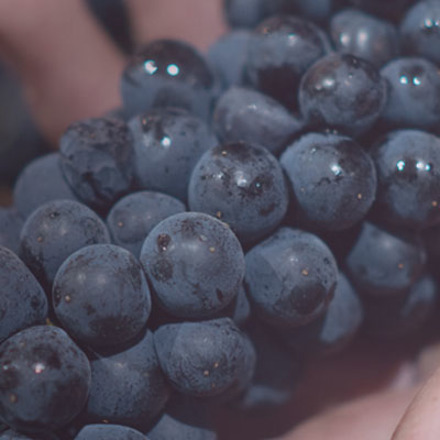 Hand holding red grapes