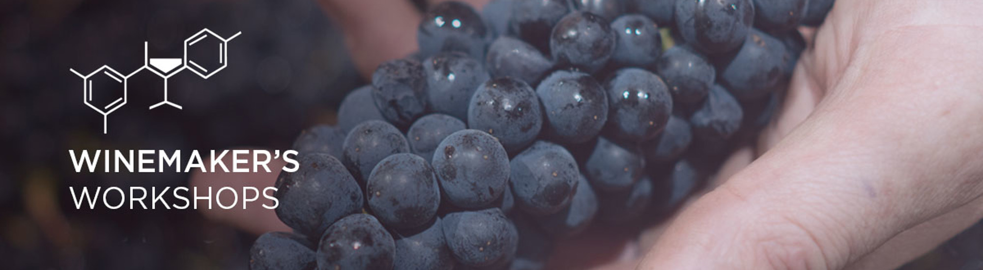 Hand holding red grapes