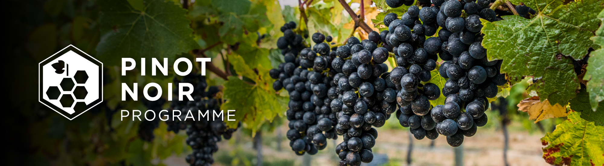 Red grapes hanging on a vine